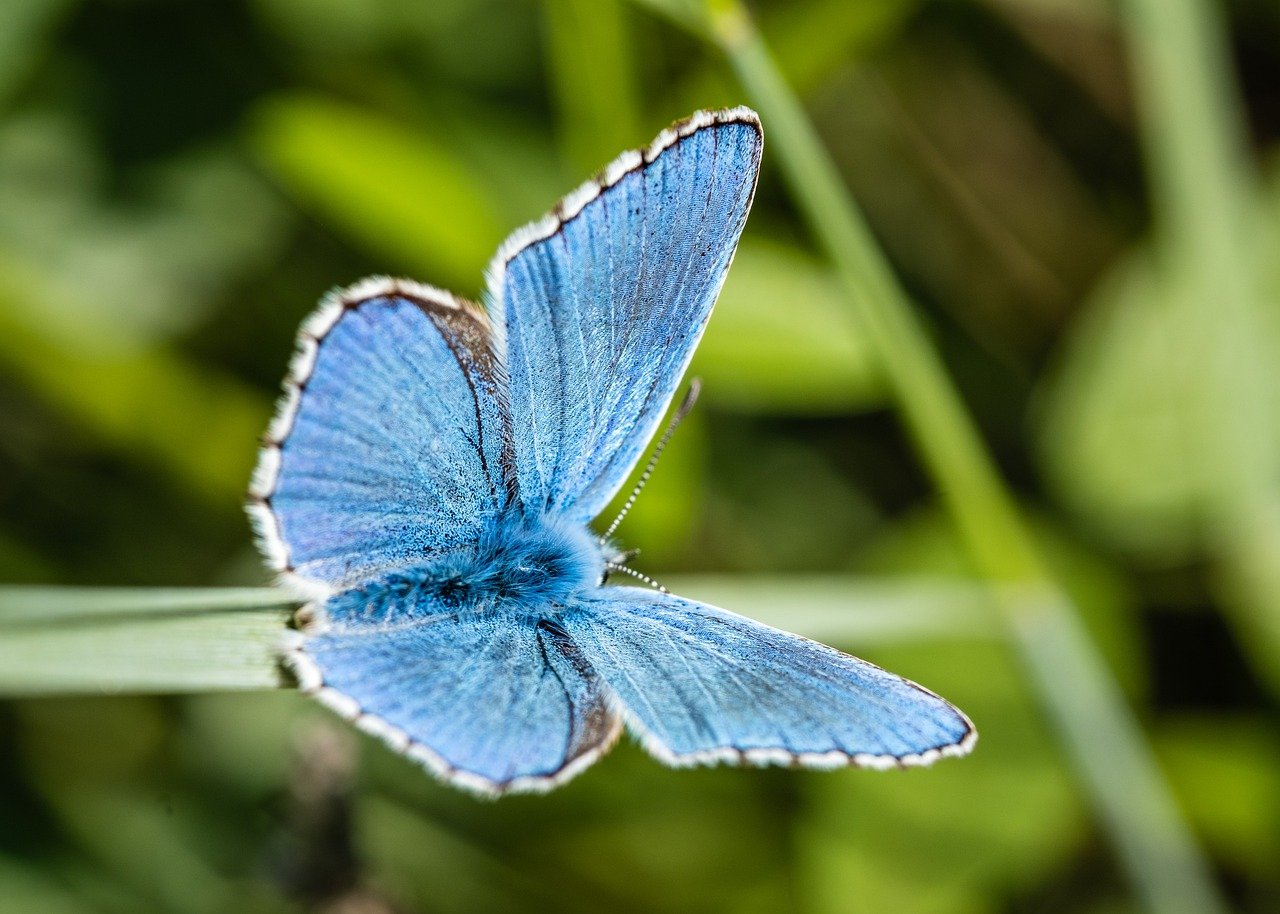 How Biodiversity Supports a Healthy Ecosystem